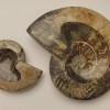 Souvenir Fossilized Solid Ammonite, weight from 200 to 1200 g (approximately 8x10 cm to 14x17 cm +/-) (Price per 100 g)