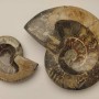 Souvenir Fossilized Solid Ammonite, weight from 200 to 1200 g (approximately 8x10 cm to 14x17 cm +/-) (Price per 100 g)