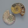 Ammonite souvenir stone, diameter 37–45 mm, packaged as a pair (per 100 g)