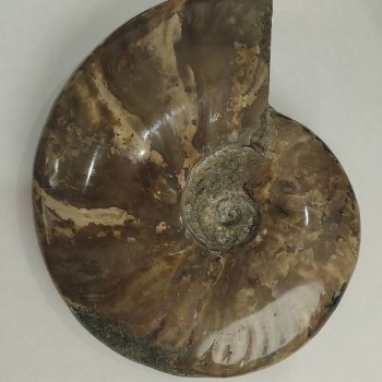 Сувенірний скам'янілий цілісний Амоніт 18х15см+- (ціна за 1175 г. )