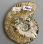 Souvenir Fossilized Ammonite