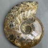 Souvenir Solid Fossil Ammonite 21×18×4 cm, 2 cm +/- (price per 1683 g.)