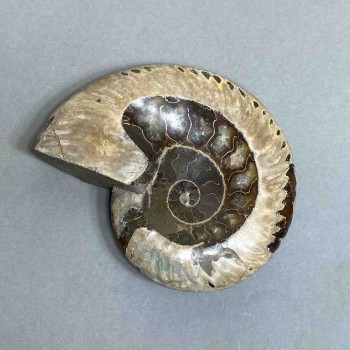 Ammonite with hollow, decorative stone, 107 mm diameter, 278 g weight (price per piece)