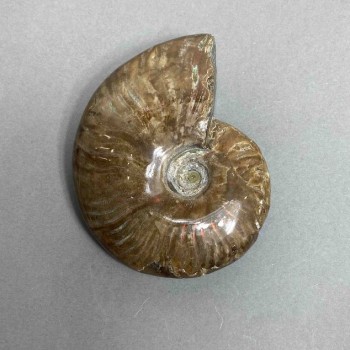 Ammonite souvenir stone, diameter 90 mm +/- weight 224 g (price per piece)