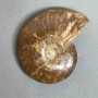 Ammonite souvenir stone, diameter 88 mm ± weight 156 g (price per piece)