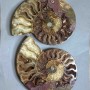 Pair of ammonite souvenir stones, diameter 150 mm ± weight 693 g (price per pair)