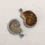 Ammonite Pendant in a Silver Bezel, Assorted Sizes from 20x30mm ± to 30x40mm ± (per piece)