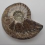Fossilized Solid Ammonite Souvenir