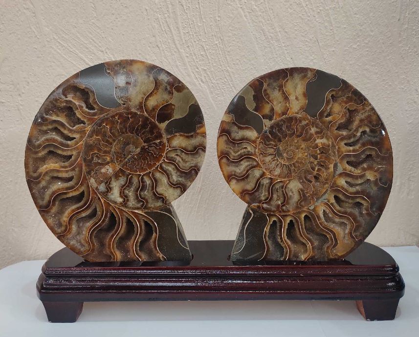 Sawn ammonite on a wooden stand, weight 1531 grams (weight including the stand)