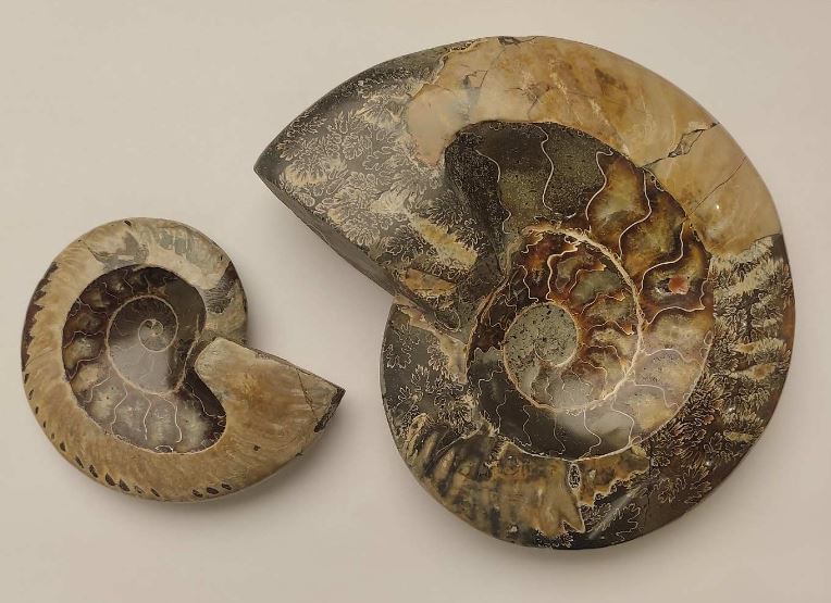 Souvenir Fossilized Solid Ammonite, weight from 200 to 1200 g (approximately 8x10 cm to 14x17 cm +/-) (Price per 100 g)