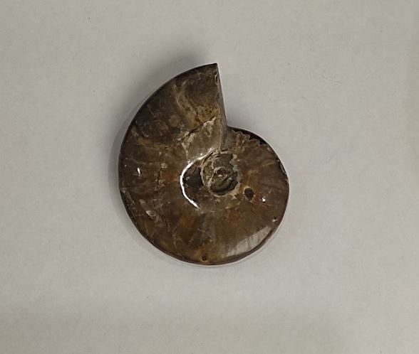 Souvenir fossilized ammonite 10x8 cm ± (price per 191 g.)