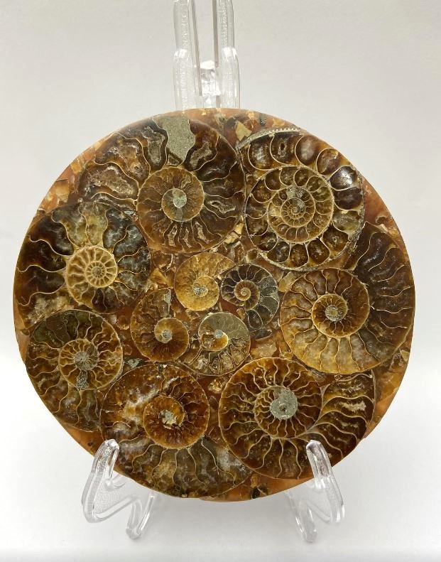 Souvenir plate with fossilized ammonite, diameter about 11 cm, with stand measuring approximately 15×10 cm