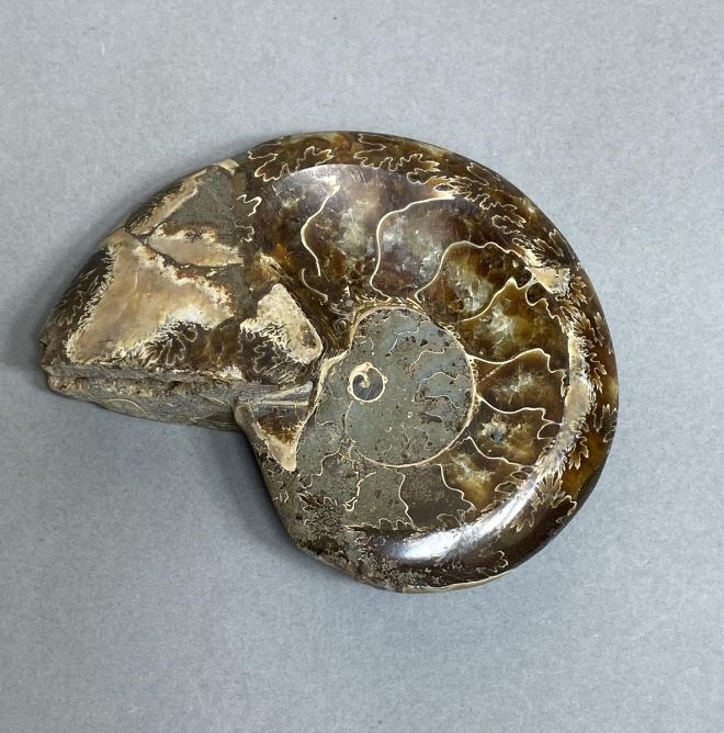 Ammonite with a cavity souvenir stone, diameter 94 mm ±, weight 206 g (price per piece)