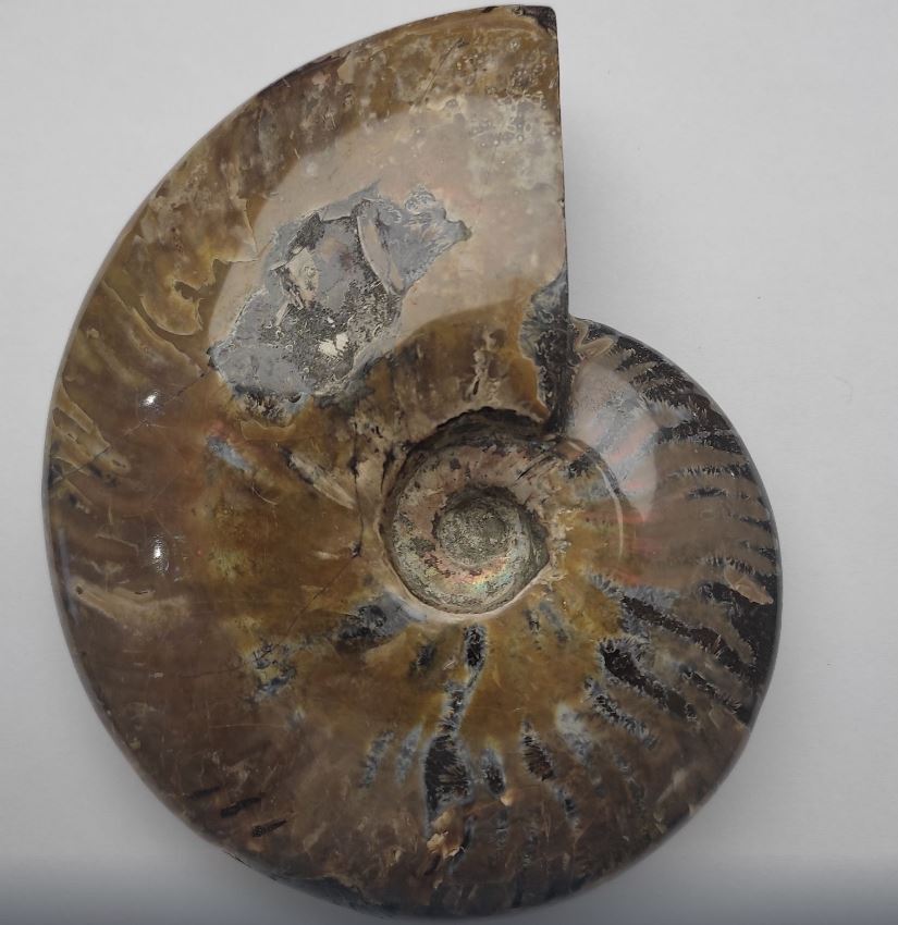 Souvenir Petrified Solid Ammonite Large 15 x 12 x 4 cm ± price per 783 g