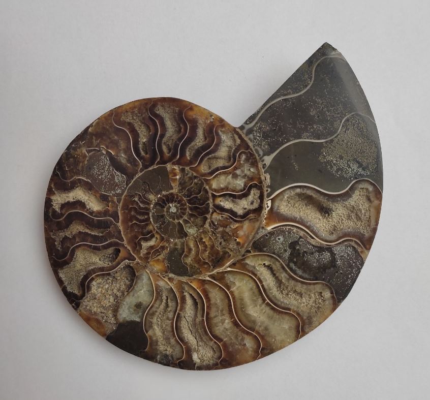 Ammonite souvenir stone, weight from 300 g (approximately 12 x 14 cm ±) (Price per 100 g)
