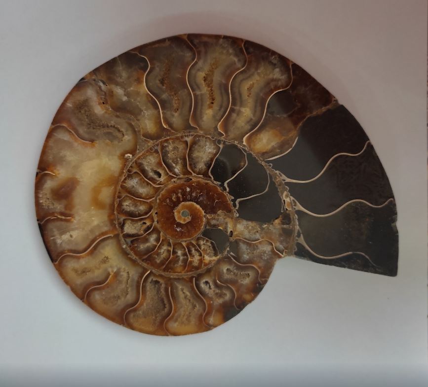 Souvenir Ammonite Stone 15.5 × 12.5 cm, weight 384 g