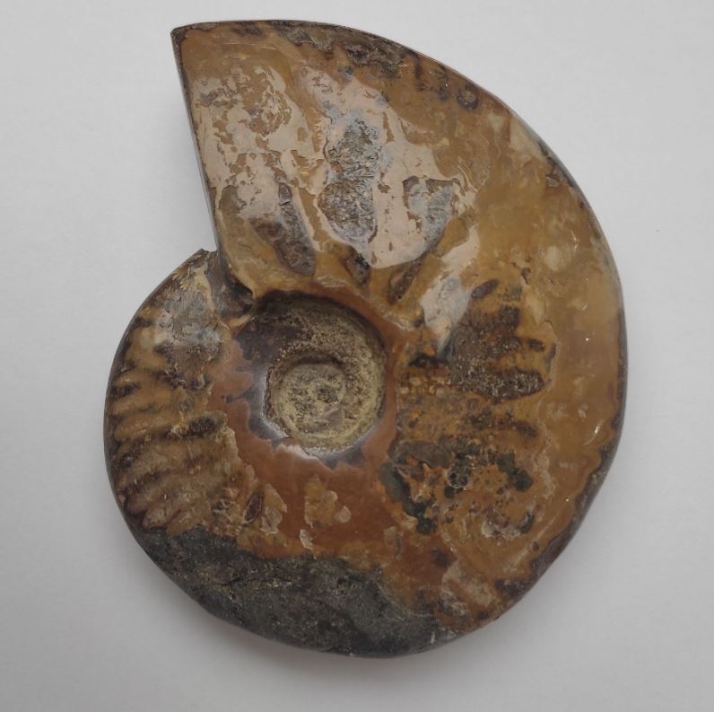 Souvenir Petrified Ammonite 12×9.5×3 cm ± (price per 424 g)