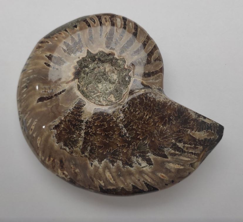 Fossilized Solid Ammonite Souvenir